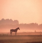 1561431_new